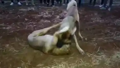 Mardin'de Kangal Köpek Dövüşü: Görüntüler Ortaya Çıktı
