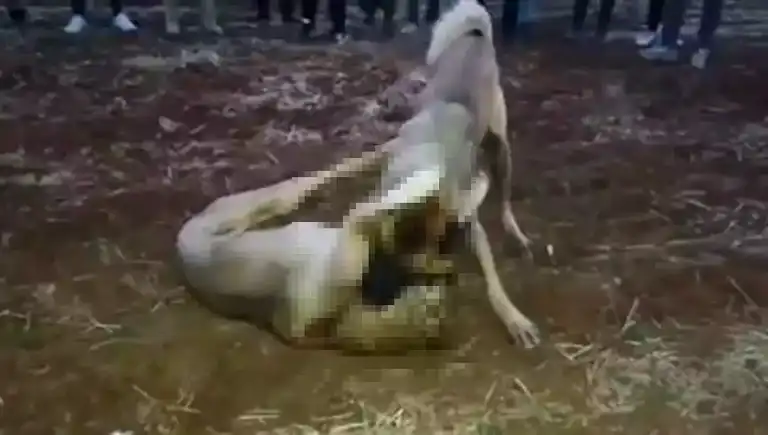 Mardin'de Kangal Köpek Dövüşü: Görüntüler Ortaya Çıktı